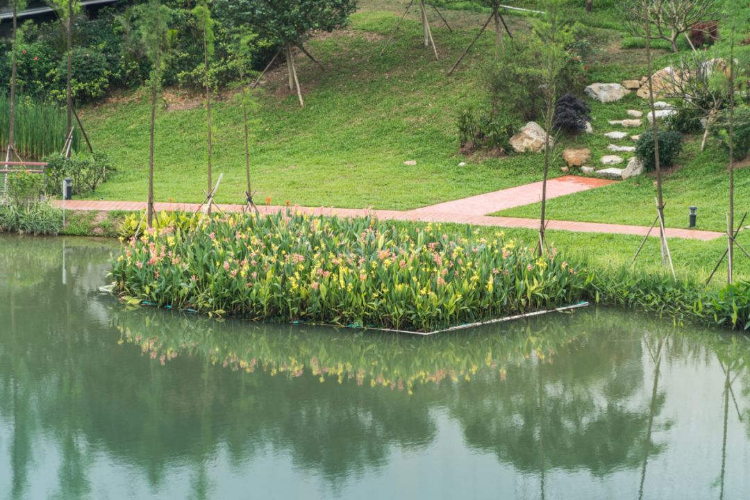 1684997684654742.jpg 清远飞来峡海绵公园生态浮床.jpg